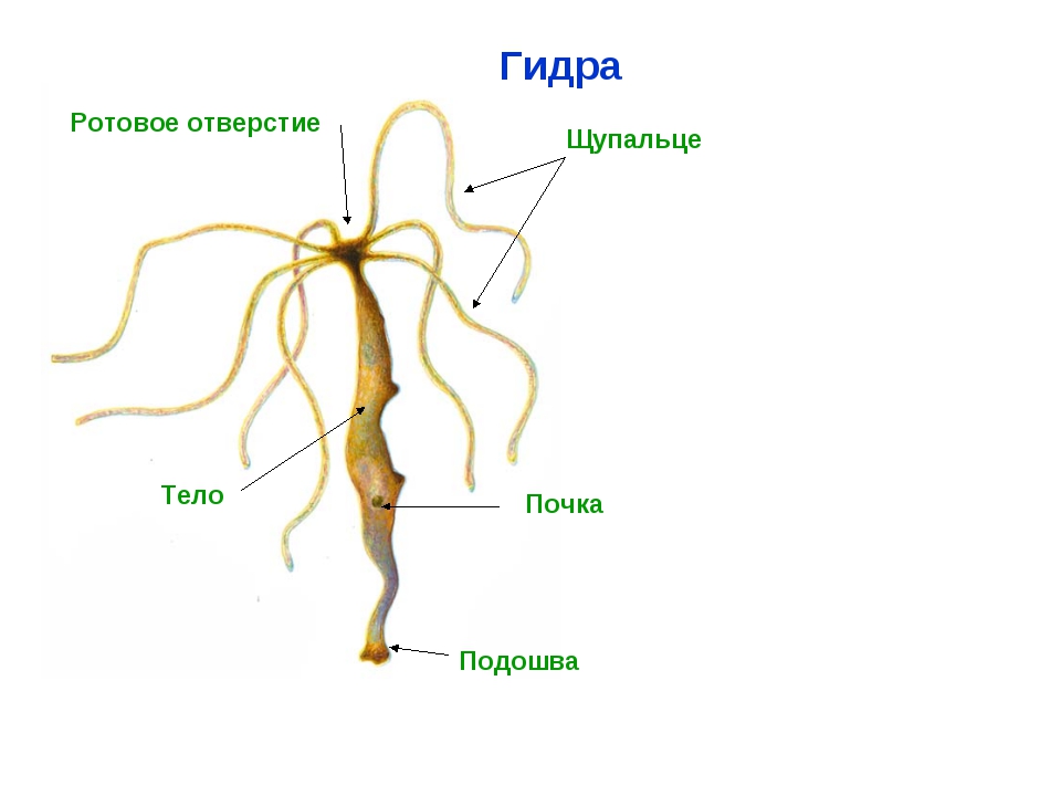 Зеркала на кракен